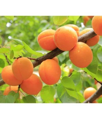 Aprikose 'Ungarische Beste' -Haus Pflanzen Welt 7769680 PR DE 001 PrunusAprikoseUngarischeBestePixabay 1