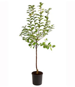 Sauerkirsche 'Ungarische Traubige', Busch -Haus Pflanzen Welt 7769813 PR FS 001 SauerkirscheUngarischeTraubigeBusch95LiterDehnerExpressHerzig