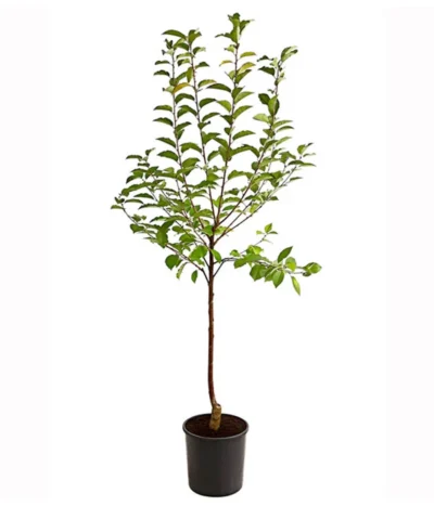 Sauerkirsche 'Ungarische Traubige', Busch 7 Sauerkirsche 'Ungarische Traubige', Busch -Haus Pflanzen Welt 7769813 PR FS 001 SauerkirscheUngarischeTraubigeBusch95LiterDehnerExpressHerzig