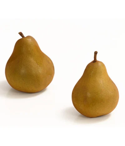 Winterbirne 'Uta' -Haus Pflanzen Welt 7769854 WE DE 003 BirneUtaDehnerExpressHerzig