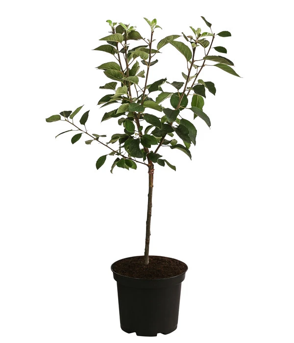 Apfel 'Vampira' 4 Apfel 'Vampira' – Bild 2