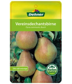 Herbstbirne 'Vereinsdechant' -Haus Pflanzen Welt 7772064 BirneVereinsdechant Etikett 1