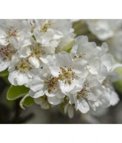 Herbstbirne 'Vereinsdechant' -Haus Pflanzen Welt 7772064 PR FS 011 PyrusVereinsdechantBirnePixabay