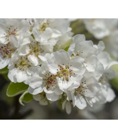 Herbstbirne 'Vereinsdechant' -Haus Pflanzen Welt 7772064 PR FS 011 PyrusVereinsdechantBirnePixabay