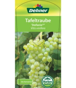 Tafeltraube 'Stefanie' 8 Tafeltraube 'Stefanie' -Haus Pflanzen Welt 7773278 TafeltraubeStefanie Etikett 1