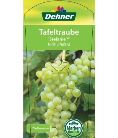 Tafeltraube 'Stefanie' -Haus Pflanzen Welt 7773278 TafeltraubeStefanie Etikett 1