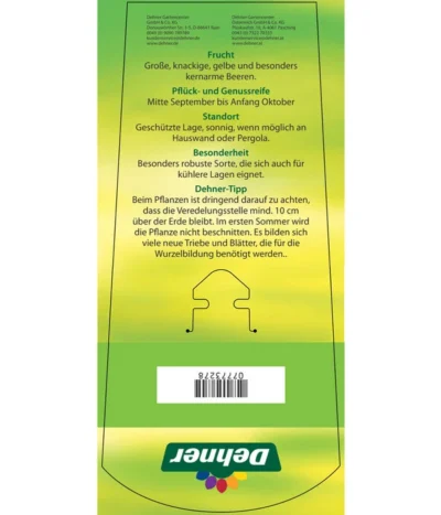 Tafeltraube 'Stefanie' -Haus Pflanzen Welt 7773278 TafeltraubeStefanie Etikett 2