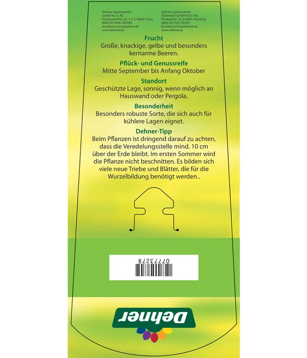Tafeltraube 'Stefanie' 6 Tafeltraube 'Stefanie' – Bild 4