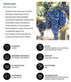 Tafeltraube 'Venus' -Haus Pflanzen Welt 7773542 WE IG 001 TafeltraubeVitisviniferaVenus