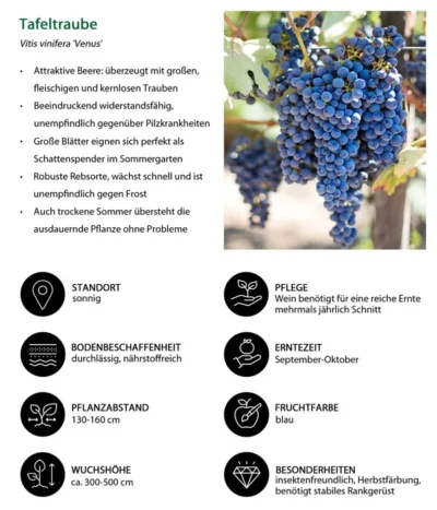 Tafeltraube 'Venus' -Haus Pflanzen Welt 7773542 WE IG 001 TafeltraubeVitisviniferaVenus