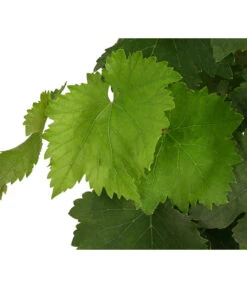 Tafeltraube, Kernlos, Verschiedene Sorten -Haus Pflanzen Welt 7773583 WE DE 001 VitisTafeltraubeDehner