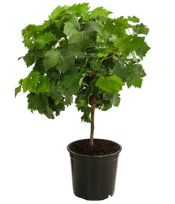 Tafeltraube, Kernlos, Verschiedene Sorten -Haus Pflanzen Welt 7773583 WE FS 001 VitisTafeltraube