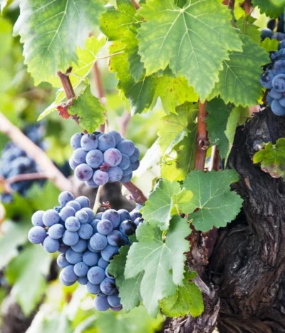 Weinrebenstamm -Haus Pflanzen Welt 7773617 PR MO 001 WeinrebenStammXXL Fotolia