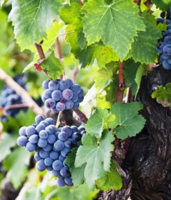 XXL Weinrebenstamm, Ca. 200-220 Cm, Verschiedene Sorten -Haus Pflanzen Welt 7773617 WE MO 002 WeinrebenStammXXL