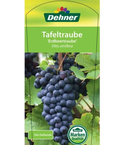 Tafeltraube 'Erdbeertraube' -Haus Pflanzen Welt 7773708 TafeltraubeErdbeertraube Etkett 1