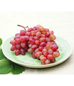 Tafeltraube 'Katharina' -Haus Pflanzen Welt 7773716 WE MO 001 WeinKatharina