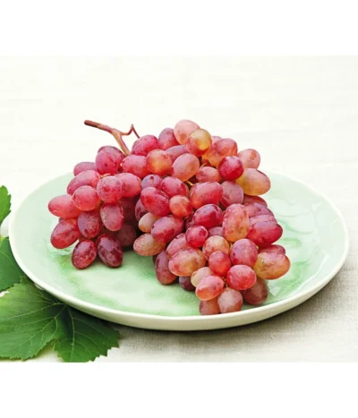 Tafeltraube 'Katharina' -Haus Pflanzen Welt 7773716 WE MO 001 WeinKatharina