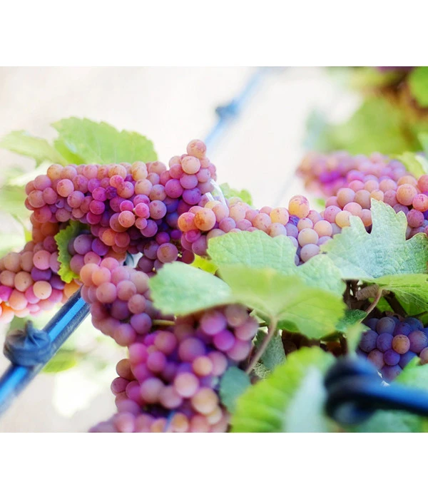 Tafeltraube 'Vanessa' 3 Tafeltraube 'Vanessa'