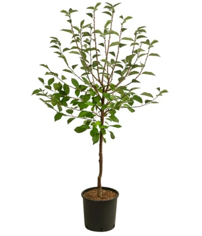 Sauerkirsche 'Vowi' -Haus Pflanzen Welt 7773765 WE FS 001 PrunusSauerkirscheVowi