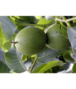 Moselaner Walnuss Klon 120 -Haus Pflanzen Welt 7776800 WE DE GeisenheimerWalnussKlon120Pixabay