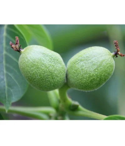 Weinheimer Walnuss Klon 139 7 Weinheimer Walnuss Klon 139 -Haus Pflanzen Welt 7776818 WE DE WeinheimerWalnussKlon139Pixabay