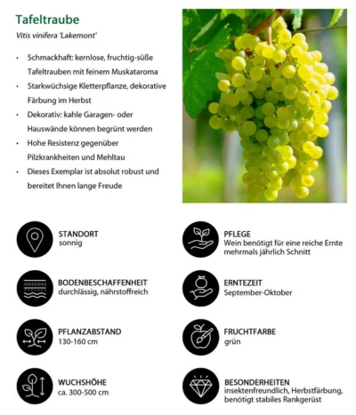 Tafeltraube 'Lakemont' -Haus Pflanzen Welt 7778772 WE IG 001 TafeltraubeVitisviniferaLakemont