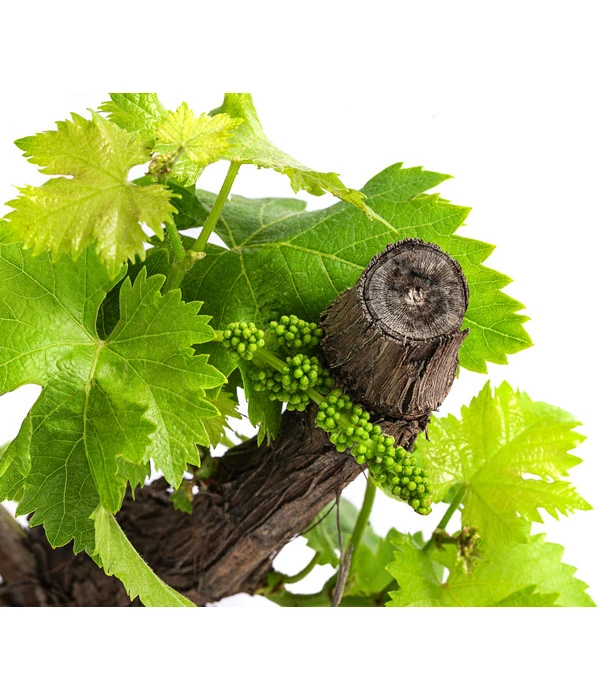 Weinrebe, Bonsai 4 Weinrebe, Bonsai – Bild 2