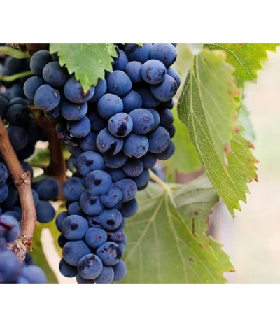 Dehner Gourmet Garten Tafeltraube 'Muscat Blue' -Haus Pflanzen Welt 7779101 PR DE 002 VitisWeintraubenMuscatBleuPixabay