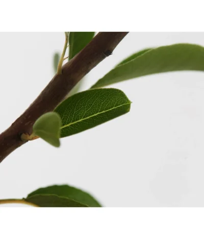 Sommerbirne 'Williams Christ' -Haus Pflanzen Welt 7780539 WE DE 001 BirneWilliamChristBuschPyrus