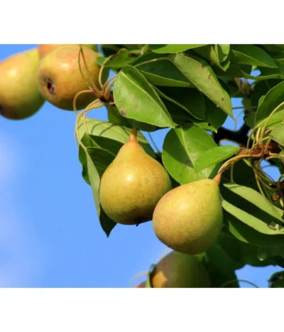 Sommerbirne 'Williams Christ'