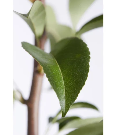 Birnen-Duo 'Williams Christ/Conference' -Haus Pflanzen Welt 7780646 PR DE 001 BirneGuteLuiseWilliamChristDuo95LiterDehnerExpressZS