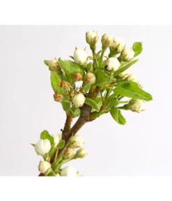 Birnen-Duo 'Williams Christ/Conference' -Haus Pflanzen Welt 7780646 WE DE 001 BirneBirnenDuoWCGLDehnerExpressHerzig