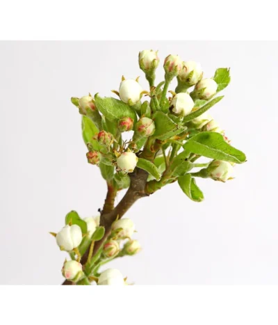 Birnen-Duo 'Williams Christ/Conference' -Haus Pflanzen Welt 7780646 WE DE 001 BirneBirnenDuoWCGLDehnerExpressHerzig