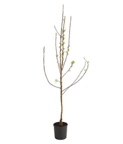 Birnen-Duo 'Williams Christ/Conference' -Haus Pflanzen Welt 7780646 WE FS 001 BirneBirnenDuoWCGLDehnerExpressHerzig