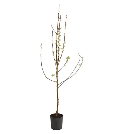 Birnen-Duo 'Williams Christ/Conference' -Haus Pflanzen Welt 7780646 WE FS 001 BirneBirnenDuoWCGLDehnerExpressHerzig