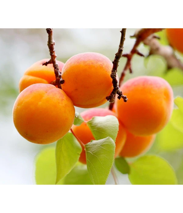 Zwergaprikose 'Orange Beauty' 4 Zwergaprikose 'Orange Beauty' – Bild 2