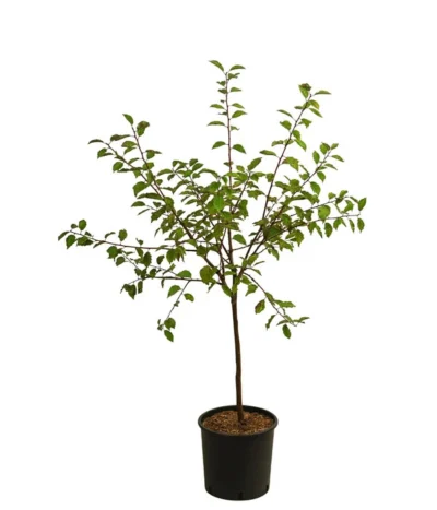 Zwetsche, Einjährige Veredelung