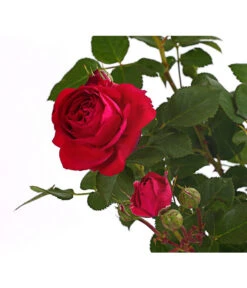 ADR-Rosen 16 ADR-Rosen -Haus Pflanzen Welt 7800055 PR DE 001 RosenInSortenHuckfeldt4LiterFlowercircusBeetroseDehnerExpressHerzig