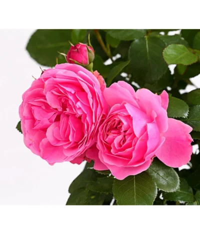 ADR-Rosen -Haus Pflanzen Welt 7800055 PR DE 001 RosenInSortenHuckfeldt4LiterLeonardoDaVinciBeetroseDehnerExpressHerzig