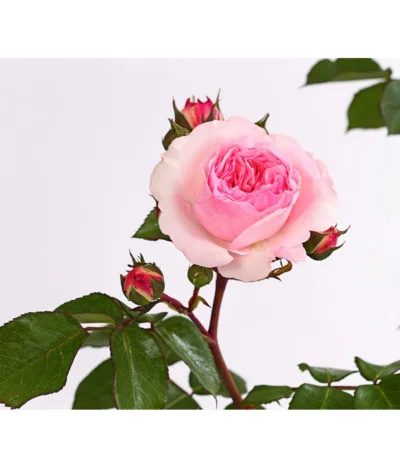 ADR-Rosen -Haus Pflanzen Welt 7800055 PR DE 001 RosenInSortenHuckfeldt4LiterMariatheresiaBeetroseDehnerExpressHerzig