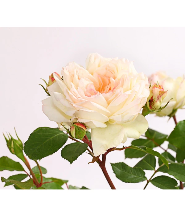 ADR-Rosen 8 ADR-Rosen – Bild 6