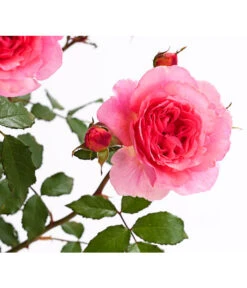 ADR-Rosen 25 ADR-Rosen -Haus Pflanzen Welt 7800055 PR DE 001 RosenInSortenHuckfeldt4LiterVaneroBeetroseDehnerExpressHerzig