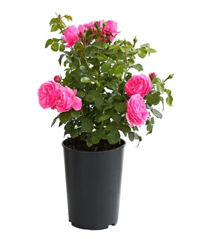 ADR-Rosen -Haus Pflanzen Welt 7800055 PR FS 001 RosenInSortenHuckfeldt4LiterLeonardoDaVinciBeetroseDehnerExpressHerzig