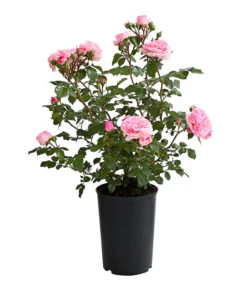 ADR-Rosen 22 ADR-Rosen -Haus Pflanzen Welt 7800055 PR FS 001 RosenInSortenHuckfeldt4LiterMariatheresiaBeetroseDehnerExpressHerzig