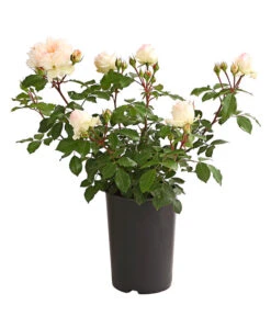 ADR-Rosen 18 ADR-Rosen -Haus Pflanzen Welt 7800055 PR FS 001 RosenInSortenHuckfeldt4LiterStephanieBaroninZuGuttenbergBeetroseDehnerExpressHerzig