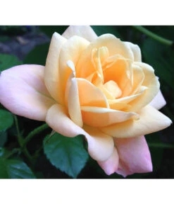 ADR-Rosen 17 ADR-Rosen -Haus Pflanzen Welt 7800055 PR FS 002 RosenPixabay