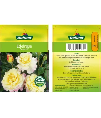 Edelrosen-Mix 'Nostalgie®' -Haus Pflanzen Welt 7800063 AquarellEdelrose Etikett1