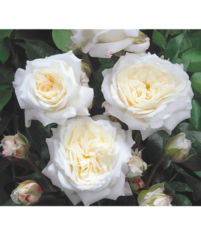 Edelrosen-Mix 'Nostalgie®' -Haus Pflanzen Welt 7800063 BildD 001 EdelrosenNostalgieMixNostalgieRosenTantauRet