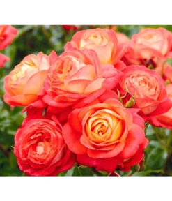 Edelrosen-Mix 'Nostalgie®' -Haus Pflanzen Welt 7800063 BildD 005 EdelrosenNostalgieMixNostalgieRosenTantauRet