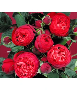 Edelrosen-Mix 'Nostalgie®' -Haus Pflanzen Welt 7800063 BildD 007 EdelrosenNostalgieMixNostalgieRosenTantauRet